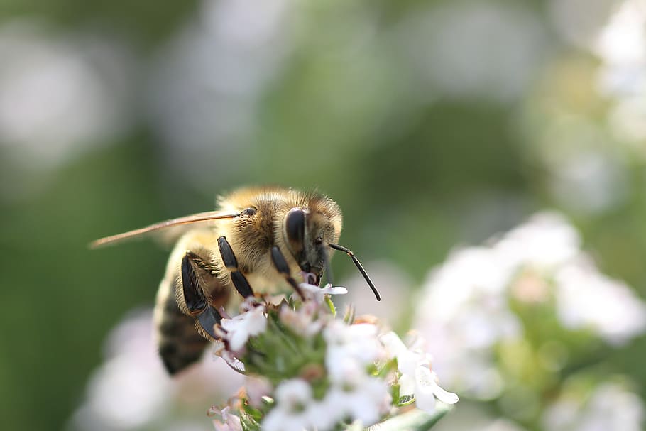 bee, flowers, macro, close up, honey bee, sprinkle, insect HD wallpaper