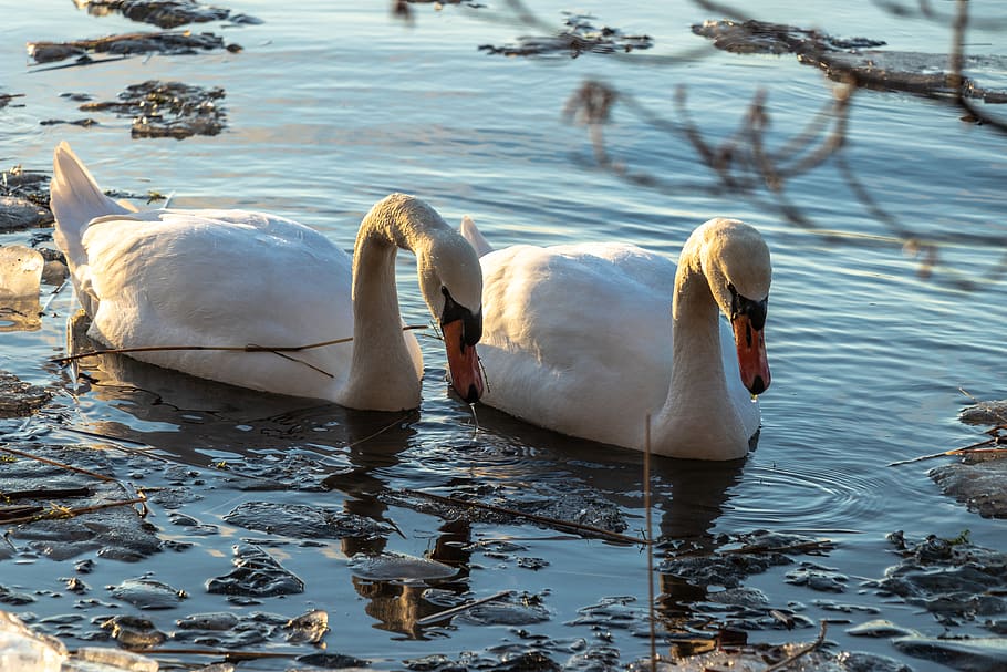 two white ducks, bird, animal, swan, human, person, outdoors