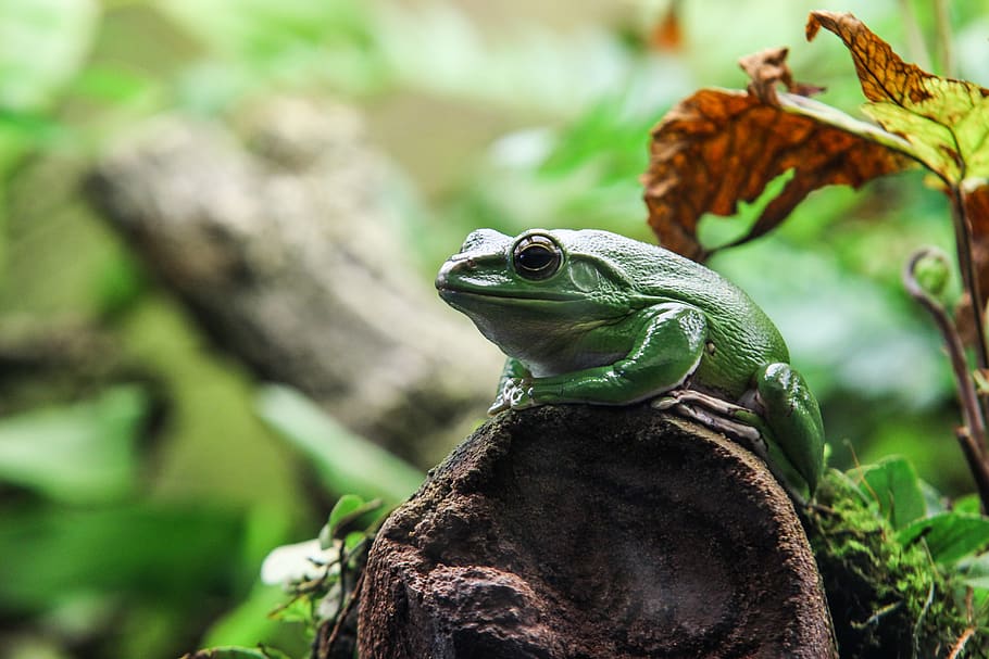 green f, animal, lizard, reptile, frog, wildlife, amphibian, zoologischer garten, HD wallpaper