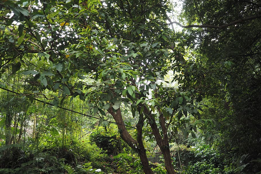 tree, plant, growth, forest, land, beauty in nature, green color HD wallpaper