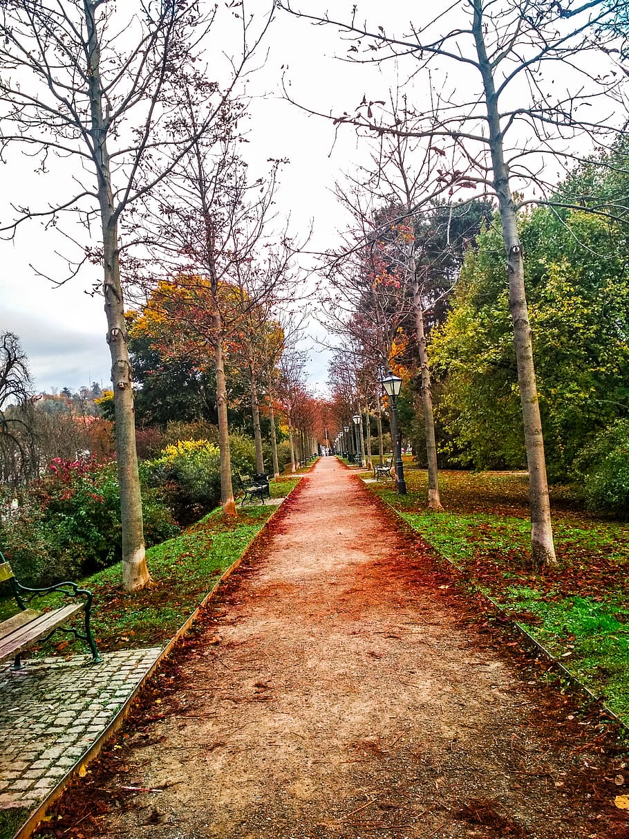 austria, graz, tree, direction, the way forward, plant, diminishing perspective HD wallpaper