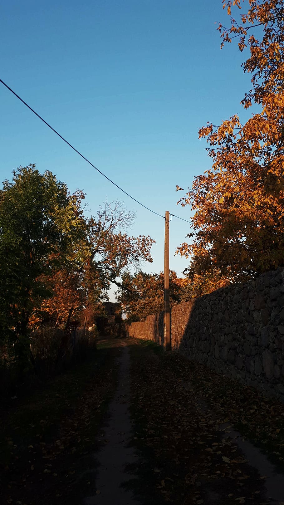 poland, tree, sky, plant, nature, no people, growth, the way forward HD wallpaper