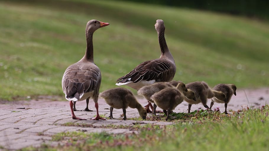 geese, chicks, spring, nature, cute, young bird, family, water bird HD wallpaper