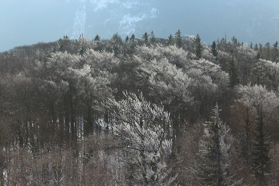 Gray and Green Forest, clouds, daytime, landscape, nature, scenic HD wallpaper