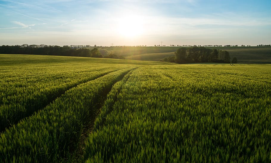 green grass field, nature, outdoors, grassland, germany, countryside HD wallpaper