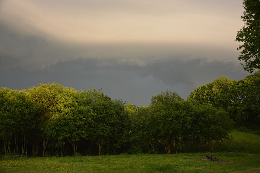 trees, landscape stormy, cloudy gray sky, weather, dark, nature, HD wallpaper