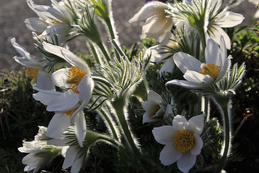 sasanka, spring, fluffy, delicate, the bells, in the morning HD wallpaper