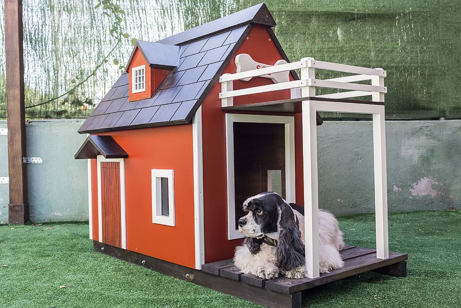 Public Domain. kennels for pets, dog houses, wooden houses for dogs, animal...