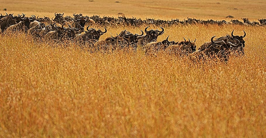 group of animals, animals in the wild, animal wildlife, animal themes HD wallpaper