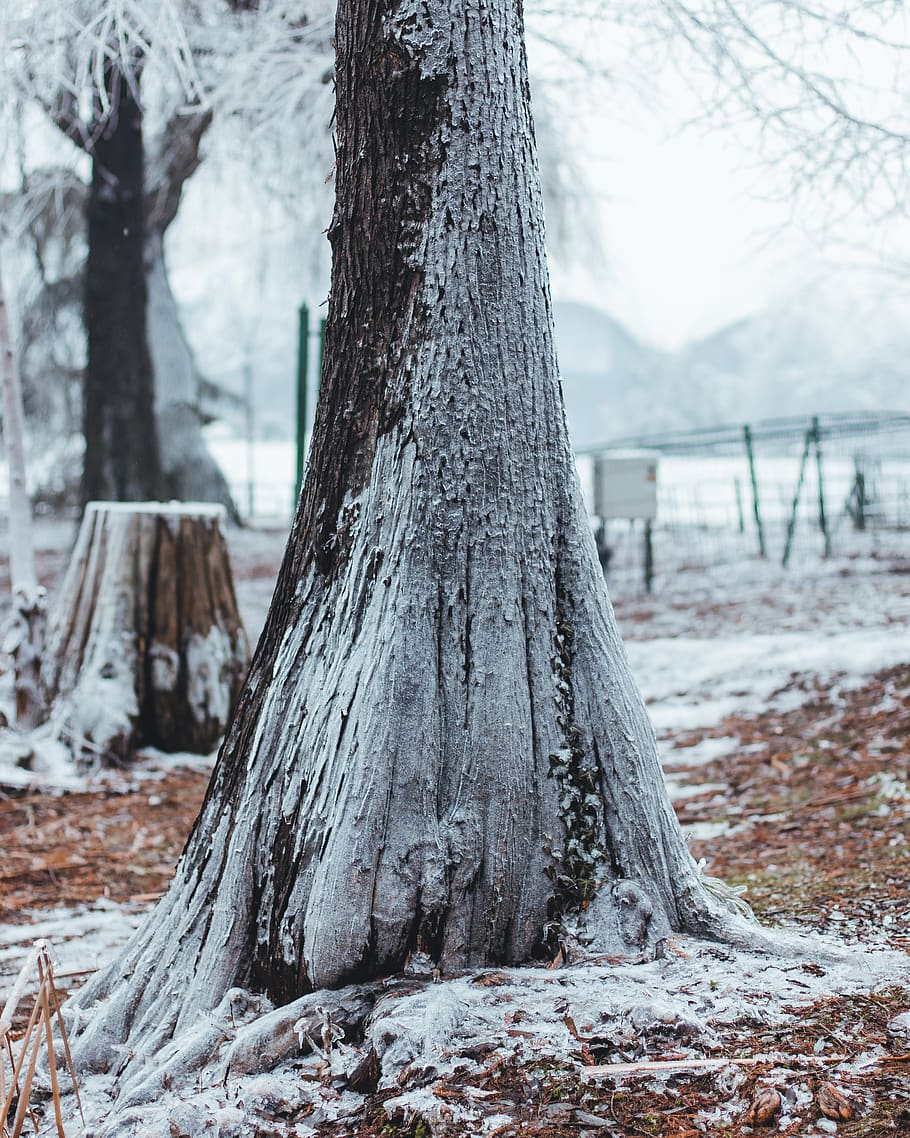 trees covered with snow, plant, tree trunk, tree stump, root