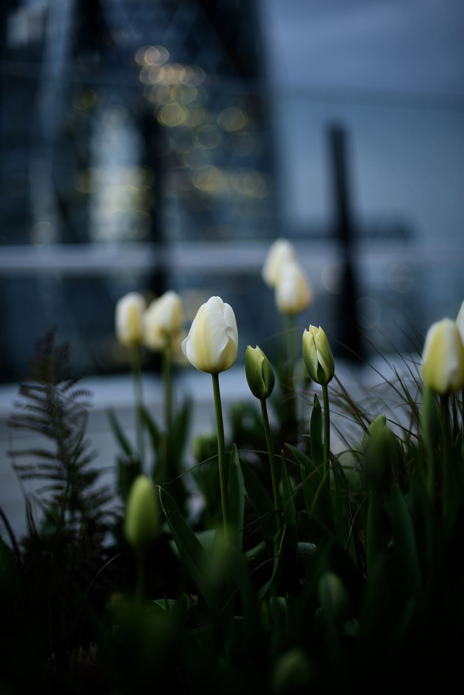white tulip flower, plant, growth, selective focus, beauty in nature HD wallpaper