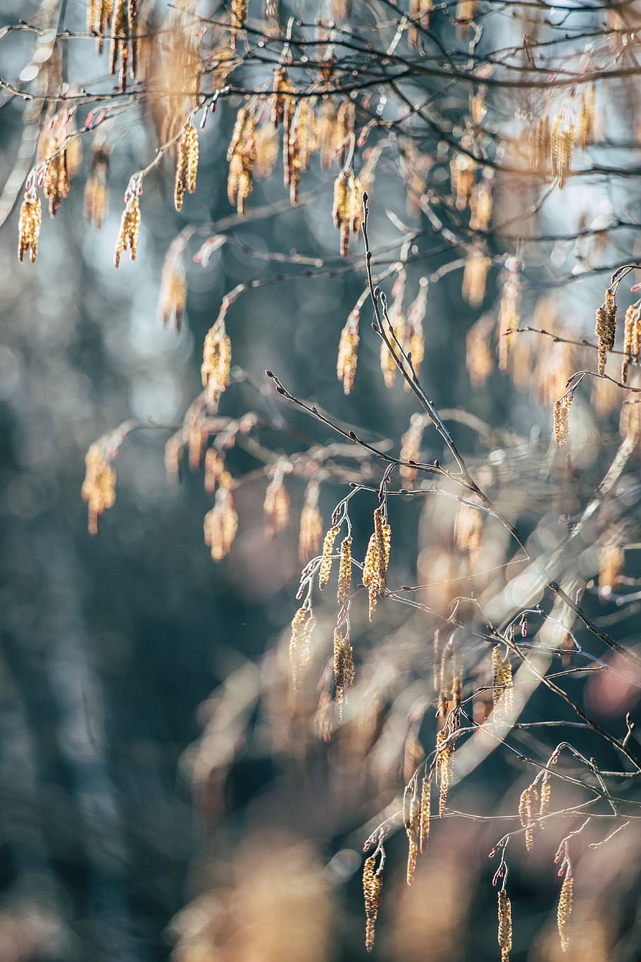 brown wilt leaves, plant, beauty in nature, day, no people, tranquility HD wallpaper