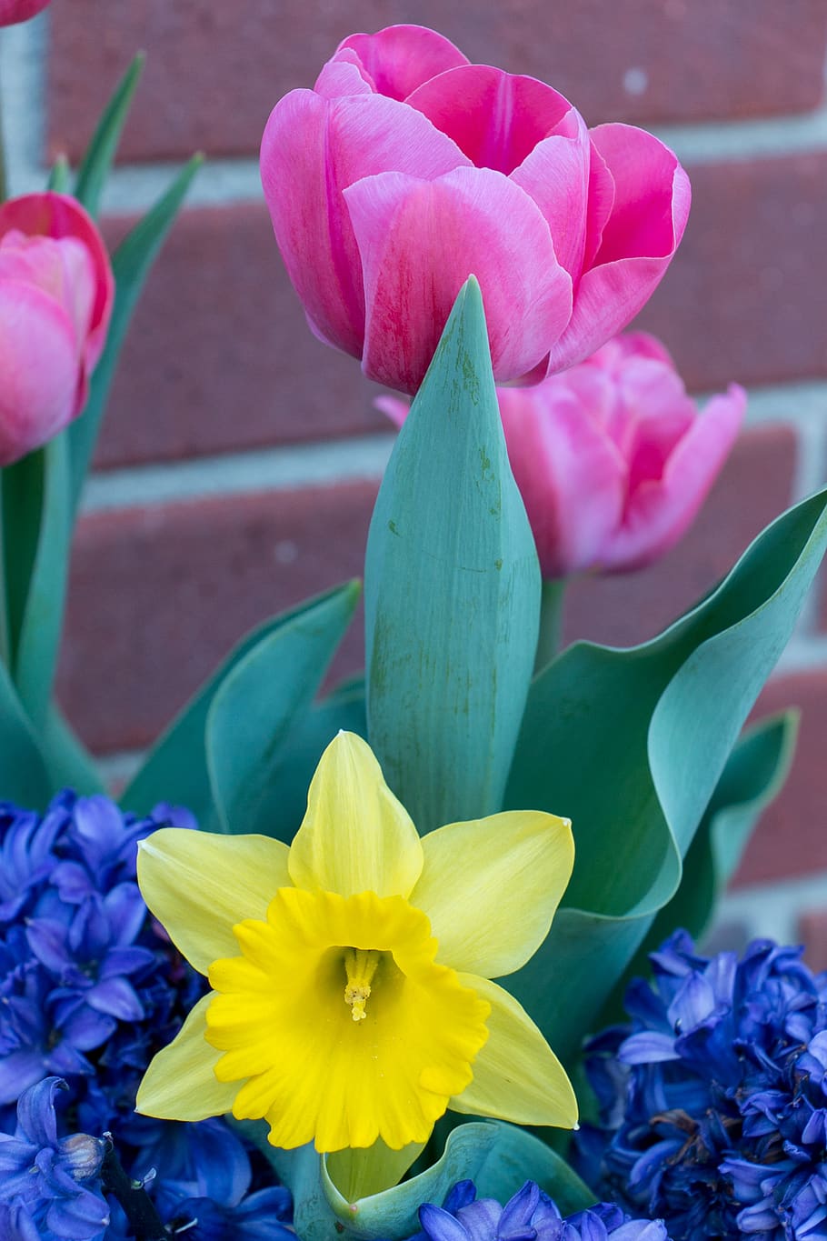 lily, flower, nature, easter, bloom, blossom, garden, spring HD wallpaper