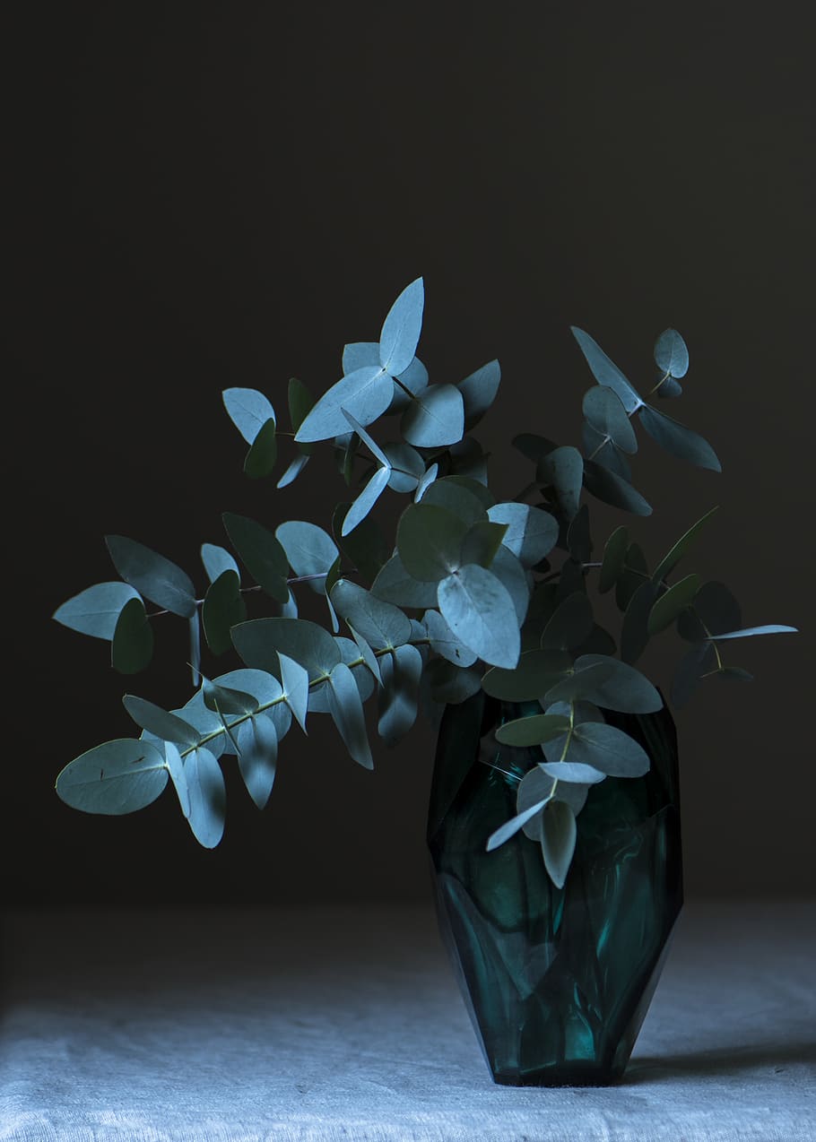 natural light, vase, gum leaves, shadows, eucalyptus, moody, HD wallpaper