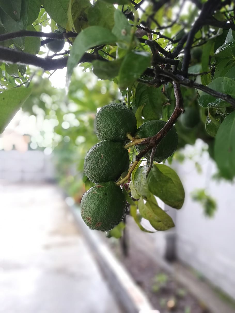 tropical, fruit, lemon, mediterranean, lime, growth, plant HD wallpaper