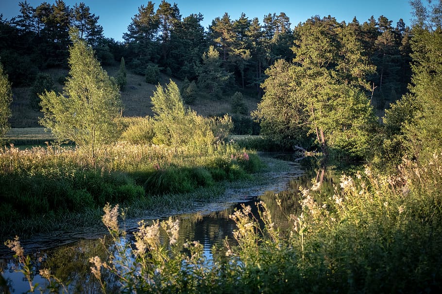 landscape, grasses, river, waters, flow, meadow, bloom, nature HD wallpaper