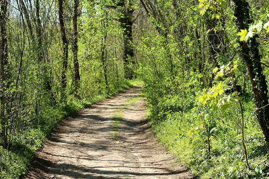 way, spring, forest, the path, tree, landscape, nature, spacer HD wallpaper