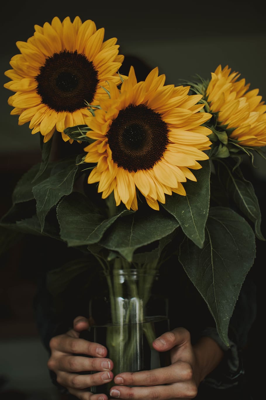 Person Holding Three Common Sunflowers in Vase, beautiful, bright, HD wallpaper