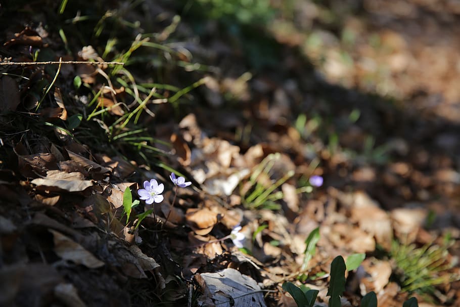 purple flower, plant, blossom, vegetation, leaf, ground, flax HD wallpaper