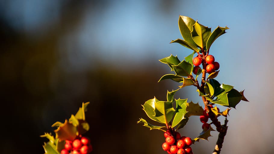 holly, fruit, branch, shrub, winter, healthy eating, food and drink HD wallpaper