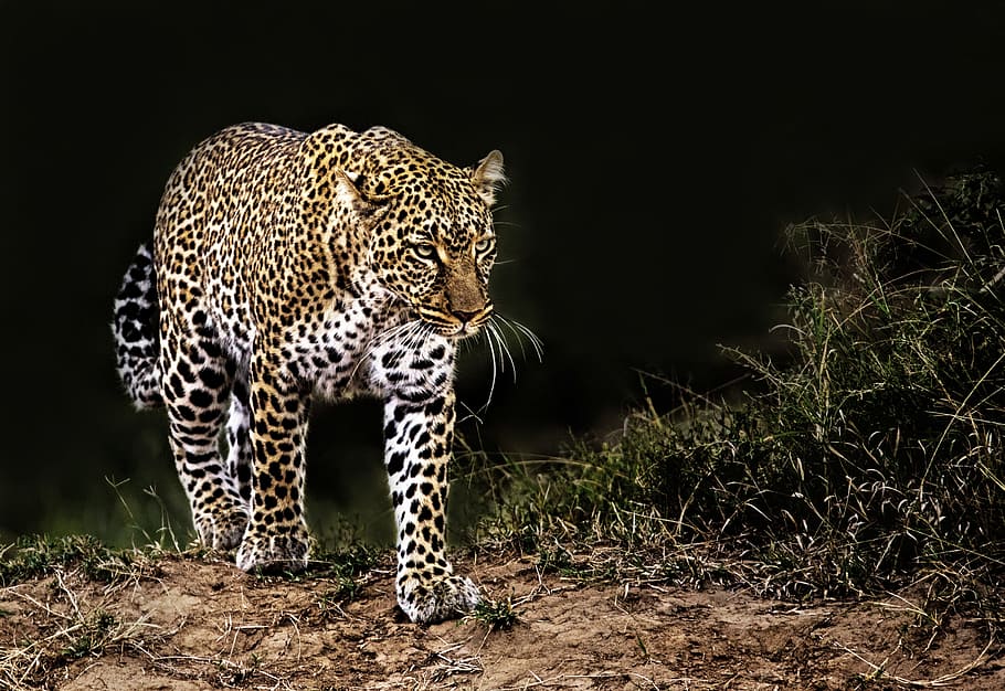 leopard on grass, cat, feline, outdoors, safari, wildlife, nature