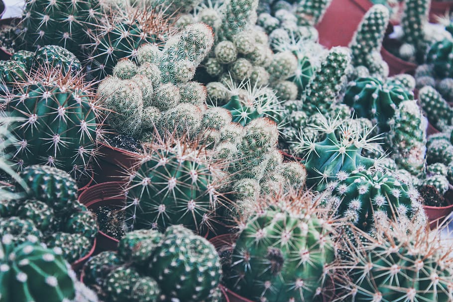green cacti, plant, cactus, background, flora, environment, variety, HD wallpaper