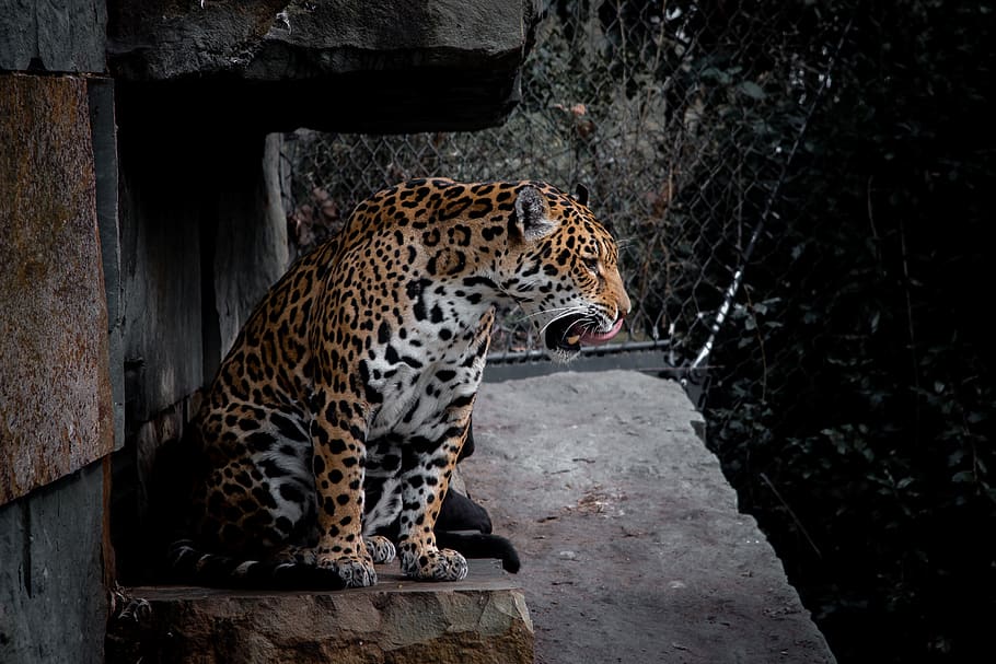 leopard on brown concrete surface, jaguar, mammal, africa, ocelot, HD wallpaper