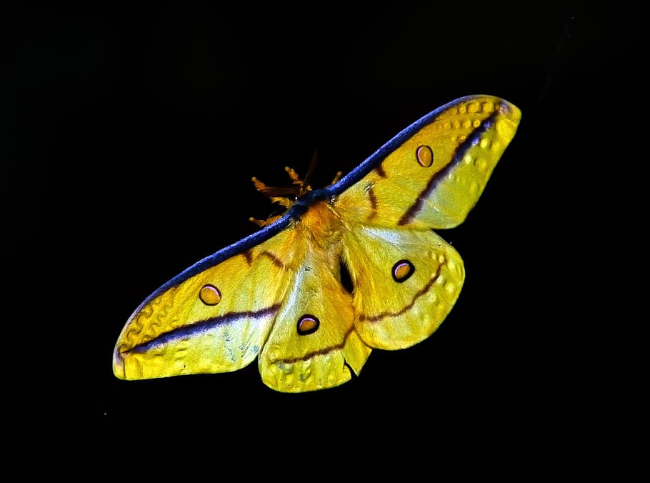 yellow, insect, butterfly, animal themes, one animal, animal wildlife HD wallpaper
