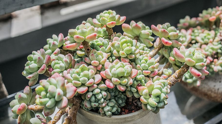 green and pink succulent plant, blossom, flower, pot, sprout, HD wallpaper