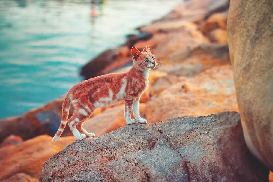 orange and white cat on stone during daytime, morocco, asilah, HD wallpaper