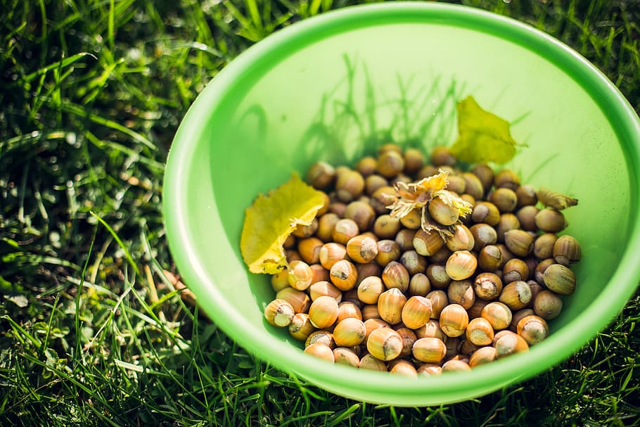 rustic, nature, food, harvest, grass, nut, nuts, hazelnut, dishes HD wallpaper