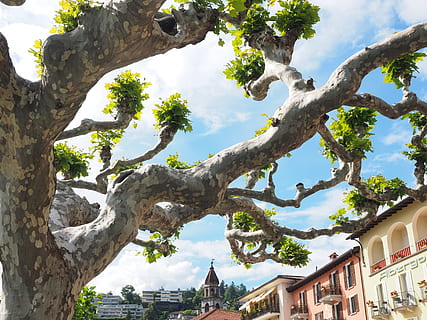 sycamore, tree, ascona, plant, architecture, built structure HD wallpaper