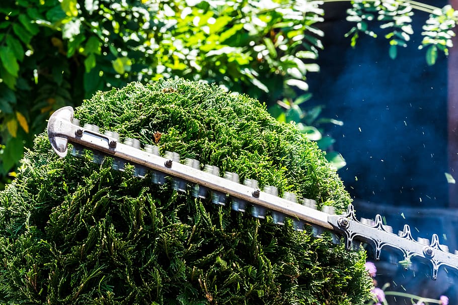 person using hedge trimmer, green color, plant, growth, nature HD wallpaper