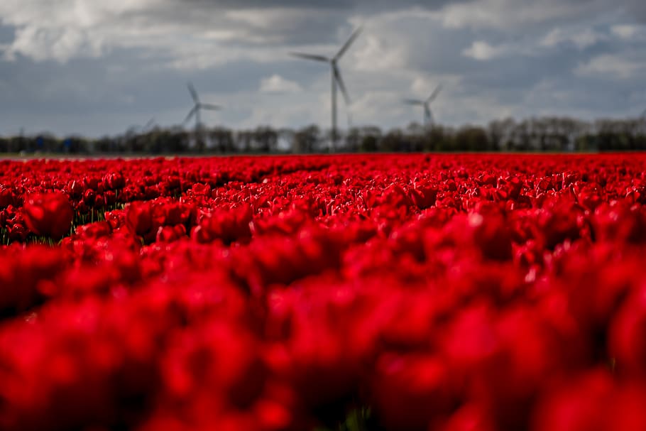 red, sky, clouds, windmill, flowers, field, plant, beauty in nature HD wallpaper
