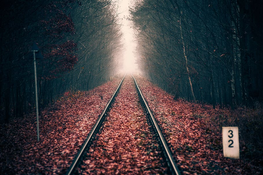 forest, tracks, railway, tree, nature, rails, scenery, overgrown HD wallpaper