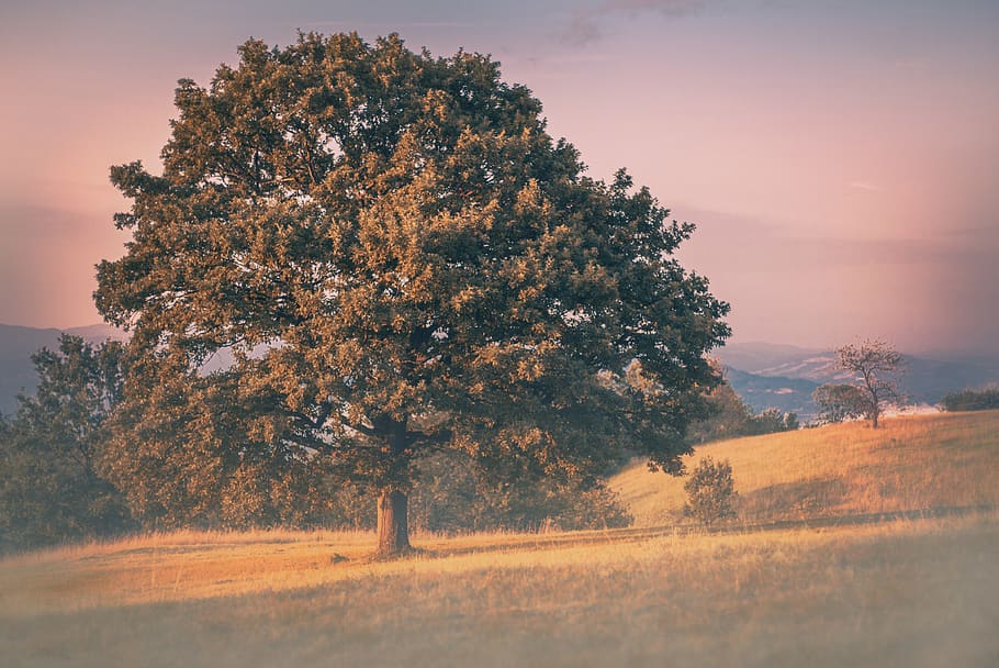 green leaf tree under sun set, plant, beauty in nature, field HD wallpaper