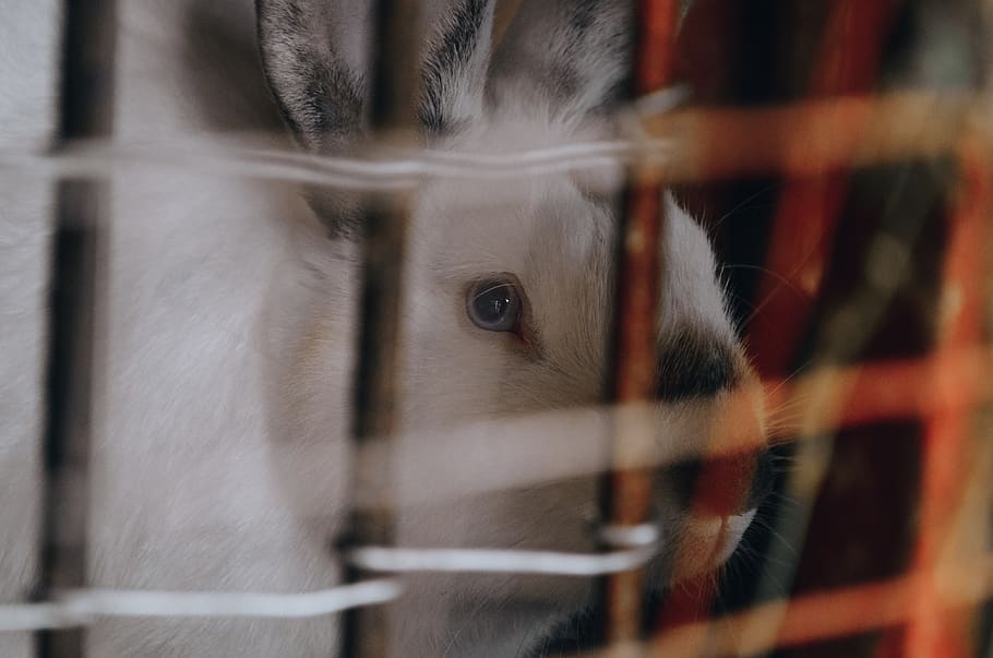 animal, animals, rabbit, white, eye, eyes, blue, sad, animal themes HD wallpaper