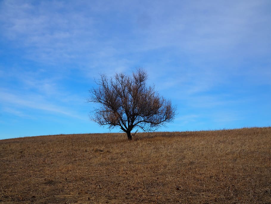 tree, plant, tree trunk, outdoors, nature, field, grassland HD wallpaper