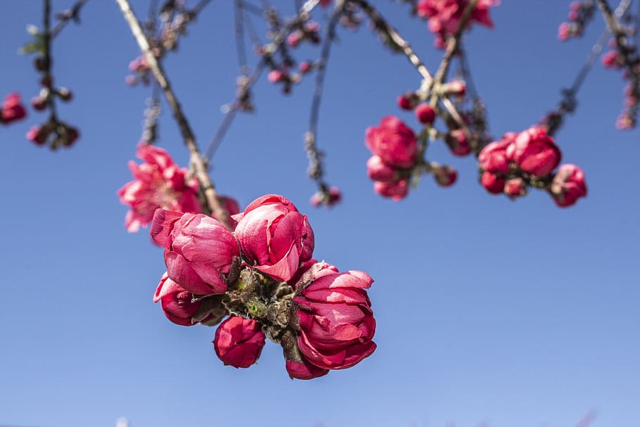 bloom, flower, blossom, spring, floral, garden, pink, flowering plant HD wallpaper