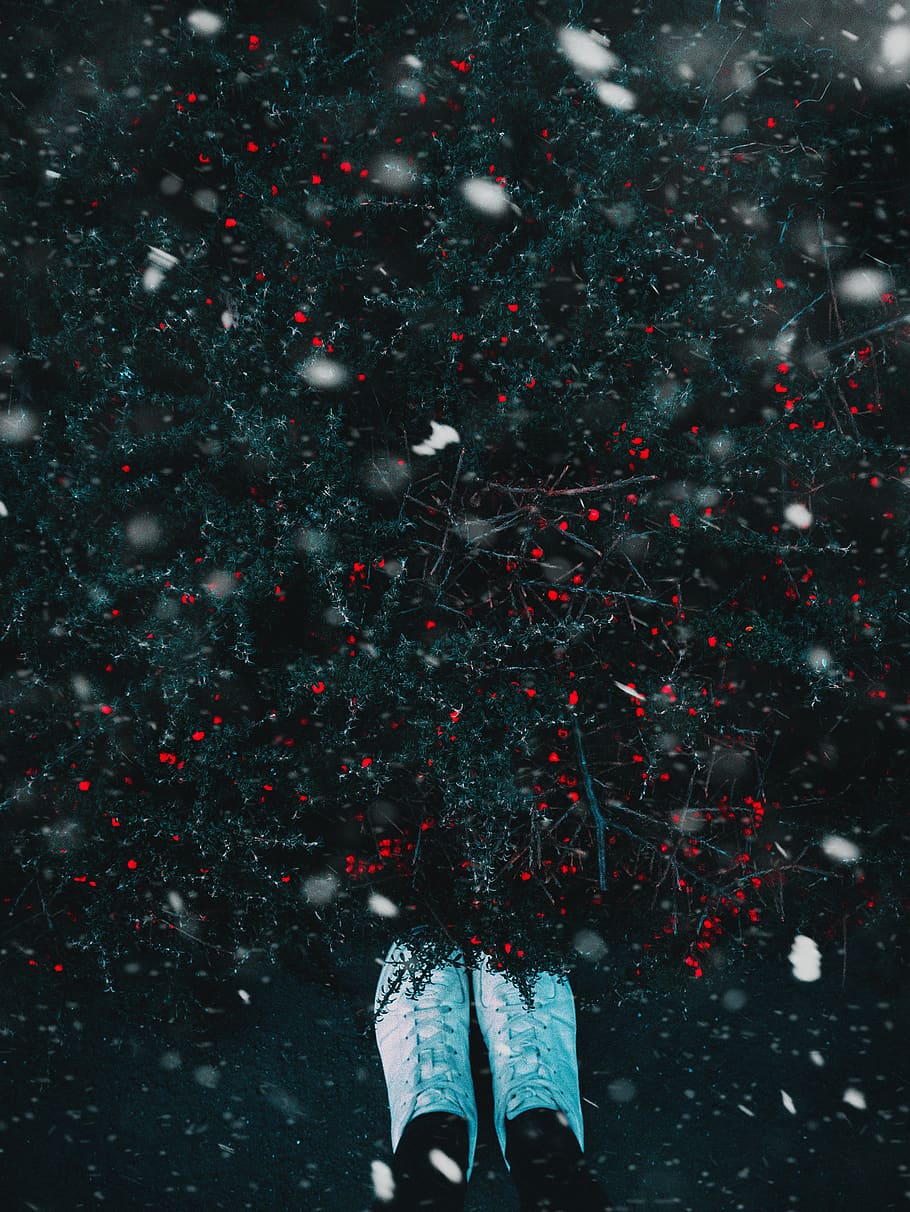 Person Wearing White Shoes Beside Plant, berries, close-up, cold, HD wallpaper