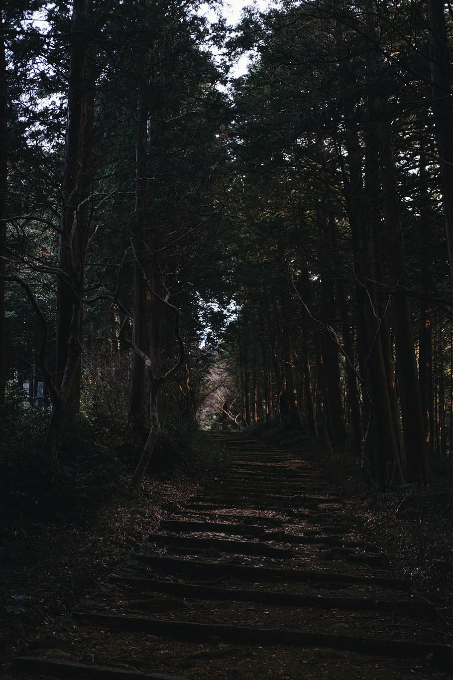 plant, tree, vegetation, nature, forest, woodland, outdoors HD wallpaper