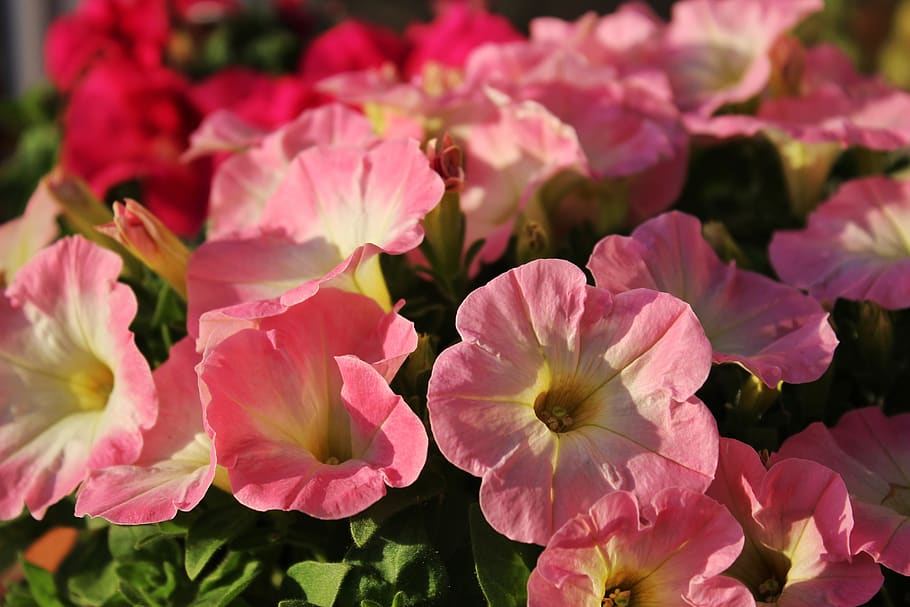petunia, flower, spring, growth, close up, color, pink, garden HD wallpaper