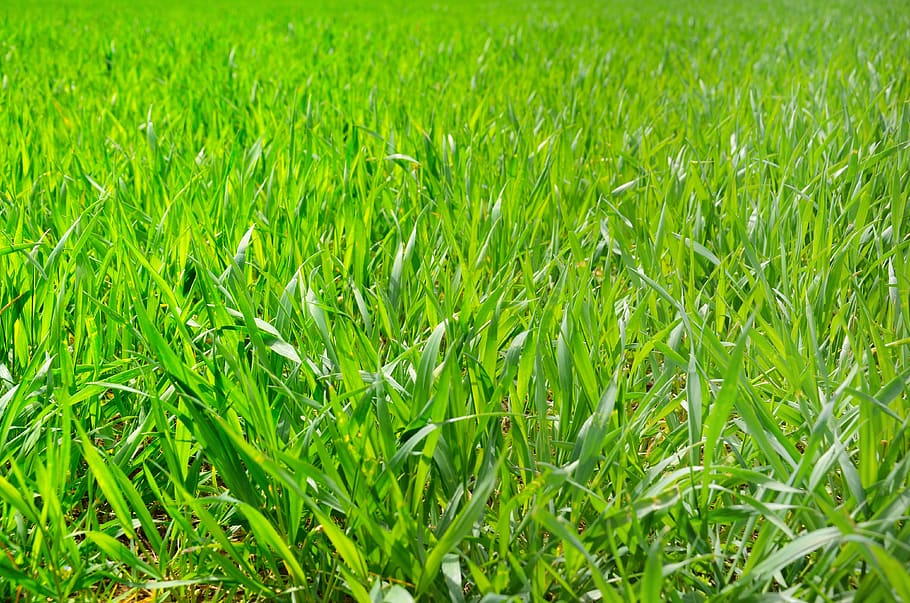 field, grass, green, nature, outdoor, countryside, landscape HD wallpaper