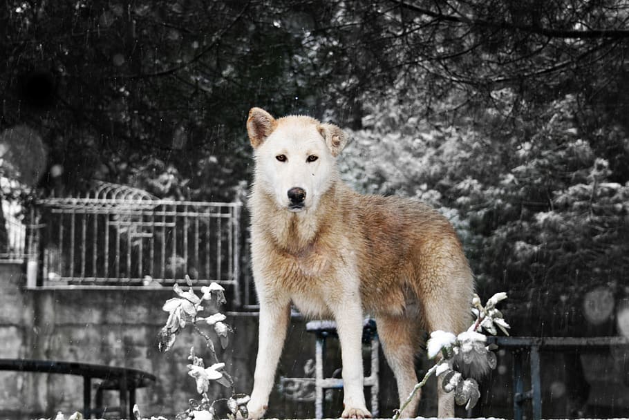 adult sable wolf, mammal, animal, animal themes, tree, one animal HD wallpaper
