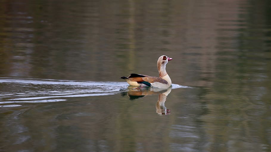 duck in water, animal, bird, waterfowl, mallard, teal, swan, goose HD wallpaper
