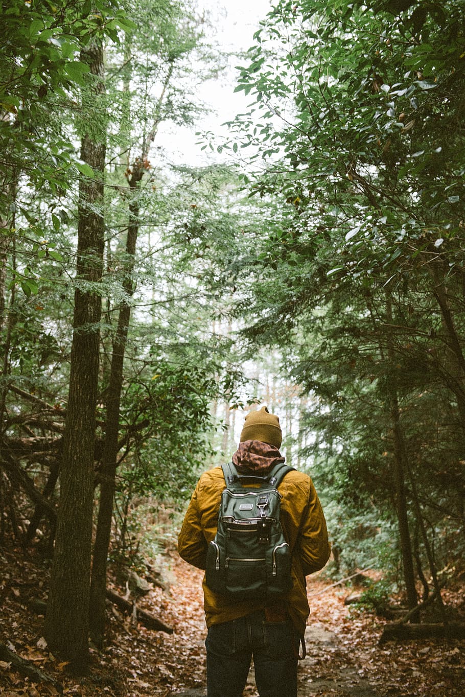 person with backpack walking through woods, tree, forest, plant HD wallpaper