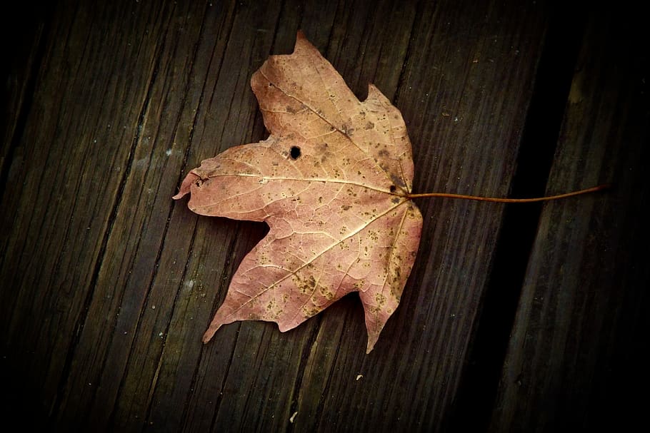 leaf, table, fall, wood, nature, plant, wood - material, plant part HD wallpaper