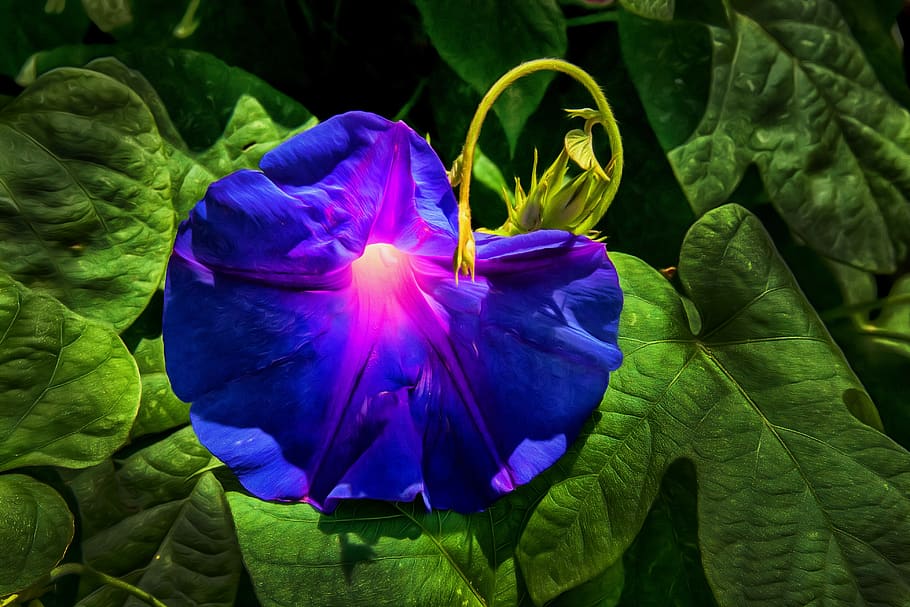 flower, blue, blossom, bloom, nature, plant, summer, flora HD wallpaper
