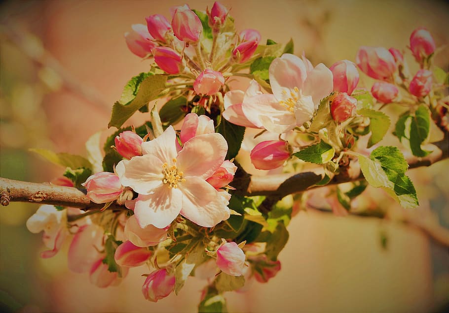 apple blossoms, apple tree, apple tree flowers, bloom, spring HD wallpaper