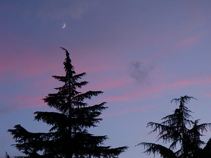 abetos, tarde, lua, céu, sky, tree, silhouette, plant, beauty in nature HD wallpaper